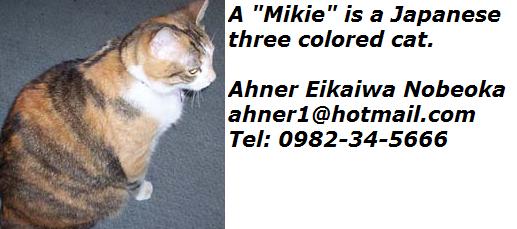 mikie-a-three-colored-japanese-cat.jpg